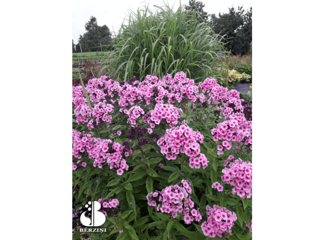 Phlox paniculata   'Fondant Fancy'